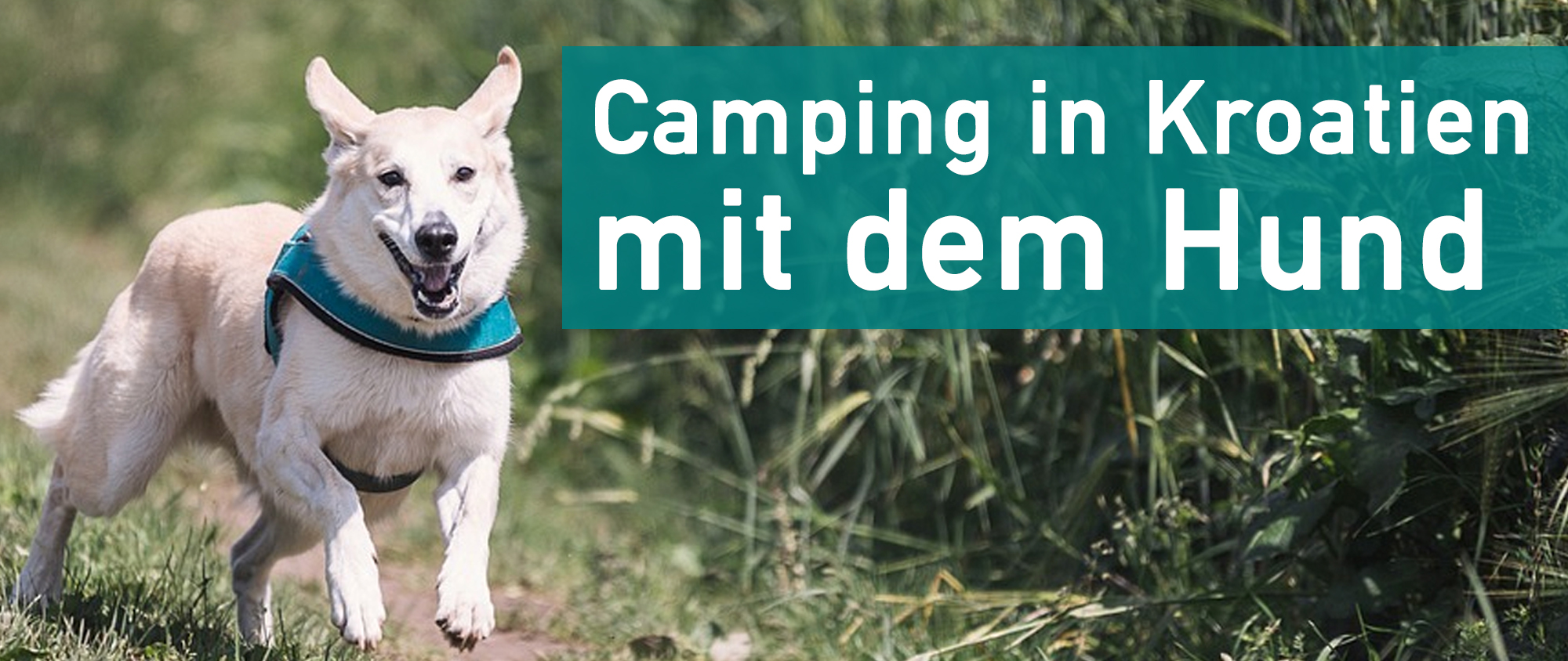 hold eskortere elektropositive Camping in Kroatien mit Hund: Top 5 Campingplätze für 2023 | Ratgeber
